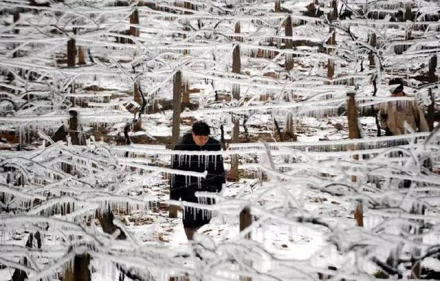 2008年2月4日，湖南郴州蘇仙區(qū)一位村民從結(jié)冰的葡萄架下走過(guò)（圖片來(lái)源：新華社）